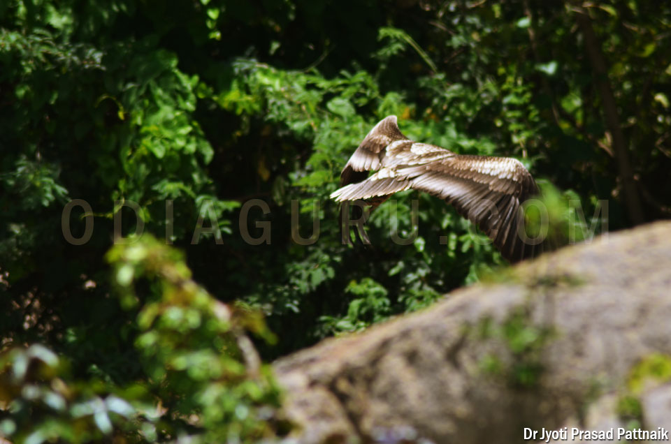 Flying Falcon