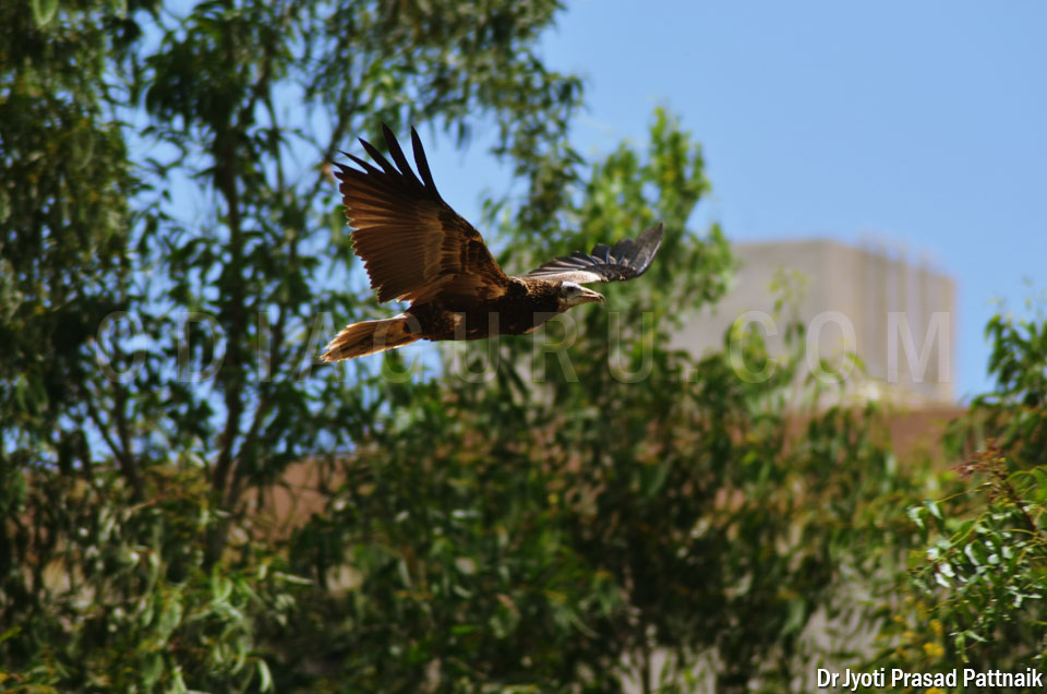 Flying Falcon