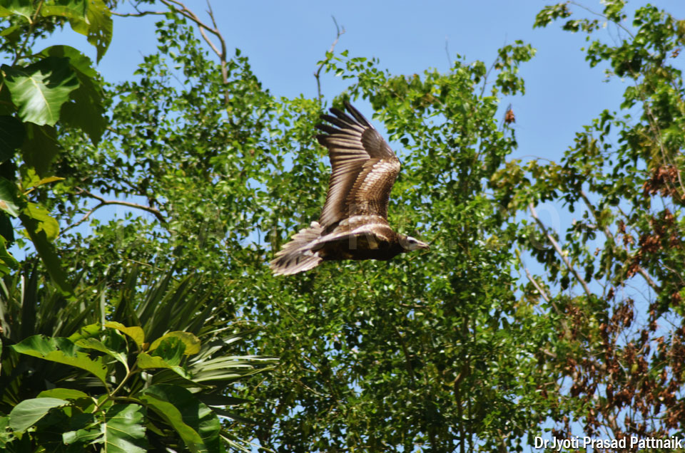 Flying Falcon