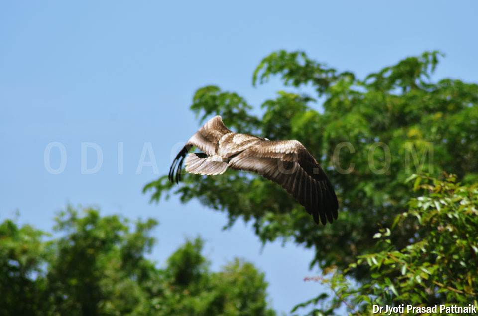 Flying Falcon